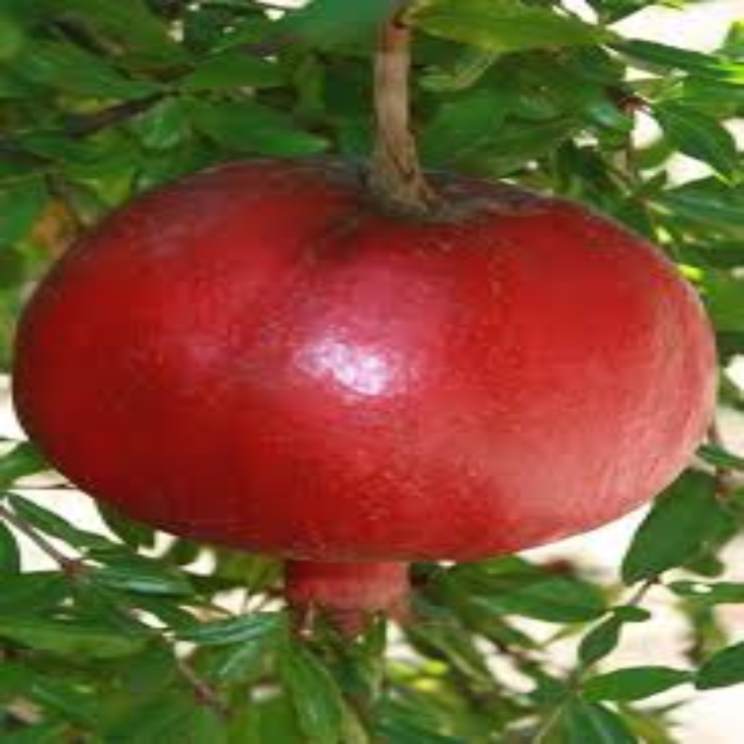 Parfianka Pomegranate